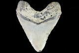 Bargain, Megalodon Tooth - North Carolina #82911-2